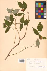 Rubus idaeus subsp. melanolasius Focke, Siberia, Russian Far East (S6) (Russia)