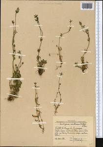 Lomatogonium carinthiacum (Wulfen) Reichenb., Middle Asia, Western Tian Shan & Karatau (M3) (Uzbekistan)