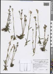 Silene involucrata subsp. tenella (Tolm.) Bocquet, Siberia, Western Siberia (S1) (Russia)