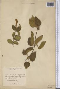 Brassicaceae, America (AMER) (Cuba)