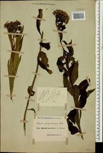 Senecio propinquus Schischk., Caucasus, Black Sea Shore (from Novorossiysk to Adler) (K3) (Russia)