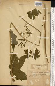 Heracleum sphondylium subsp. sibiricum (L.) Simonk., Eastern Europe, Volga-Kama region (E7) (Russia)