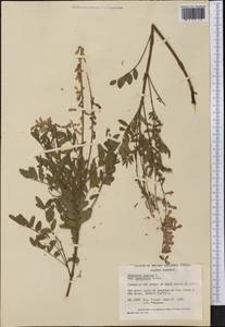 Hedysarum americanum (Michx. ex Pursh) Britton, America (AMER) (Canada)