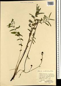 Poterium tenuifolium var. alba (Trautv. & C. A. Mey.), Mongolia (MONG) (Mongolia)