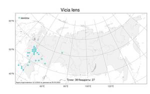 Vicia lens (L.) Coss. & Germ., Atlas of the Russian Flora (FLORUS) (Russia)