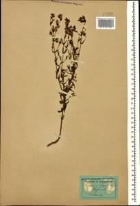 Hypericum elegans Steph. ex Willd., Caucasus, Dagestan (K2) (Russia)