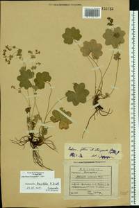Alchemilla breviloba H. Lindb., Eastern Europe, Volga-Kama region (E7) (Russia)