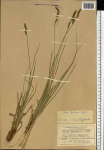 Carex hartmanii Cajander, Eastern Europe, Moscow region (E4a) (Russia)