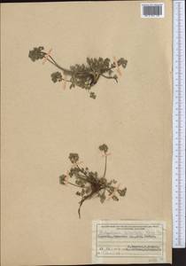 Lomatocarpa albomarginata (Schrenk) Pimenov & Lavrova, Middle Asia, Western Tian Shan & Karatau (M3) (Kyrgyzstan)