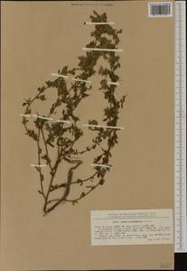 Ononis spinosa subsp. hircina (Jacq.)Gams, Western Europe (EUR) (Romania)