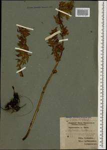 Cirsium obvallatum (M. Bieb.) M. Bieb., Caucasus, Krasnodar Krai & Adygea (K1a) (Russia)