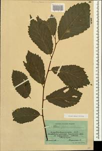 Ulmus minor Mill., Caucasus, Azerbaijan (K6) (Azerbaijan)