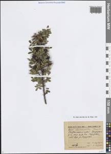 Rosa spinosissima L., Caucasus, Stavropol Krai, Karachay-Cherkessia & Kabardino-Balkaria (K1b) (Russia)