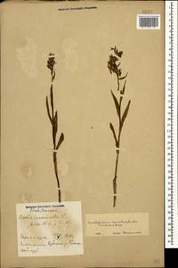 Dactylorhiza urvilleana (Steud.) H.Baumann & Künkele, Caucasus, Azerbaijan (K6) (Azerbaijan)