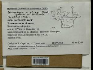 Sciuro -hypnum oedipodium (Mitt.) Ignatov & Huttunen, Bryophytes, Bryophytes - Middle Russia (B6) (Russia)