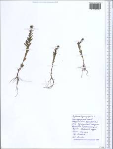 Lythrum hyssopifolia L., Caucasus, Black Sea Shore (from Novorossiysk to Adler) (K3) (Russia)