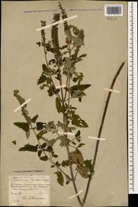 Teucrium hircanicum L., Caucasus, Azerbaijan (K6) (Azerbaijan)