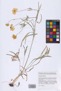 Ranunculus illyricus L., Eastern Europe, North Ukrainian region (E11) (Ukraine)