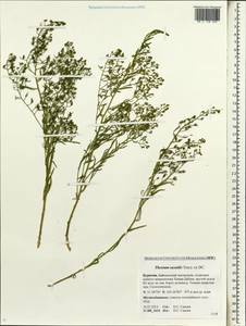 Thesium saxatile Turcz., Siberia, Baikal & Transbaikal region (S4) (Russia)