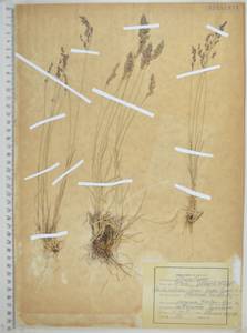 Poa glauca Vahl, Siberia, Russian Far East (S6) (Russia)