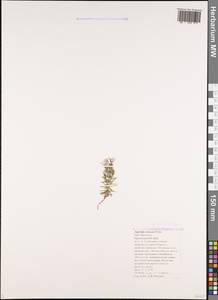 Asperula cretacea Willd. ex Roem. & Schult., Caucasus, Black Sea Shore (from Novorossiysk to Adler) (K3) (Russia)