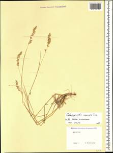Calamagrostis caucasica Trin., Caucasus, Dagestan (K2) (Russia)