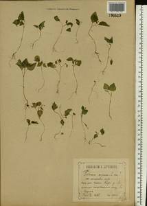Solanum nigrum L., Eastern Europe, Central forest-and-steppe region (E6) (Russia)