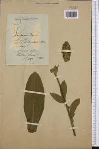 Verbascum thapsus L., Western Europe (EUR)