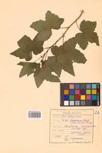 Ribes nigrum L., Siberia, Russian Far East (S6) (Russia)