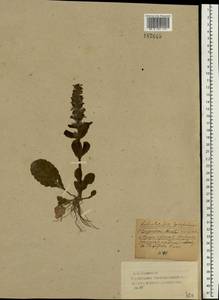 Ajuga reptans L., Eastern Europe, Western region (E3) (Russia)