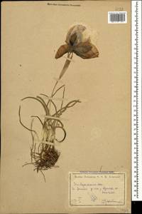 Iris iberica subsp. elegantissima (Sosn.) Fed. & Takht., Caucasus, Armenia (K5) (Armenia)