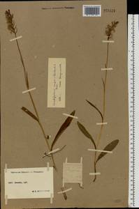 Dactylorhiza fuchsii subsp. fuchsii, Eastern Europe, Moscow region (E4a) (Russia)