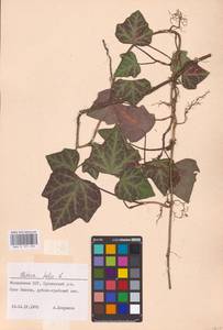 Hedera helix L., Eastern Europe, Moldova (E13a) (Moldova)