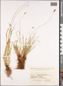 Carex spicata subsp. spicata, Caucasus, Stavropol Krai, Karachay-Cherkessia & Kabardino-Balkaria (K1b) (Russia)