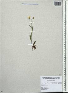Crepis foliosa Babc., Eastern Europe, Eastern region (E10) (Russia)