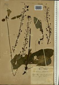 Verbascum phoeniceum L., Eastern Europe, Central forest-and-steppe region (E6) (Russia)