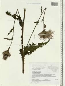 Cirsium ×hybridum W. D. J. Koch ex DC., Eastern Europe, Central region (E4) (Russia)