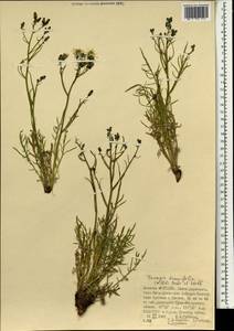 Crepidiastrum tenuifolium (Willd.) Sennikov, Mongolia (MONG) (Mongolia)