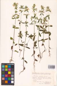 MHA 0 154 839, Stachys annua (L.) L., Eastern Europe, Eastern region (E10) (Russia)