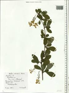 Berberis amurensis Rupr., Eastern Europe, Moscow region (E4a) (Russia)