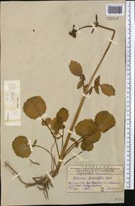 Valeriana ficariifolia Boiss., Middle Asia, Western Tian Shan & Karatau (M3) (Kazakhstan)