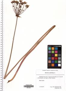 Butomus umbellatus L., Eastern Europe, Eastern region (E10) (Russia)