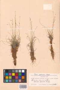 Carex williamsii Britton, Siberia, Western Siberia (S1) (Russia)