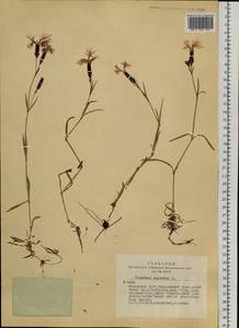 Dianthus superbus L., Siberia, Altai & Sayany Mountains (S2) (Russia)