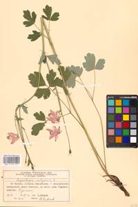 Aquilegia vulgaris L., Eastern Europe, Moscow region (E4a) (Russia)