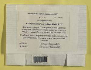 Brachytheciastrum trachypodium (Brid.) Ignatov & Huttunen, Bryophytes, Bryophytes - Krasnoyarsk Krai, Tyva & Khakassia (B17) (Russia)