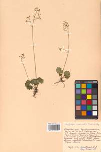 Micranthes nelsoniana subsp. aestivalis (Fisch. & C. A. Mey.) Elven & D. F. Murray, Siberia, Russian Far East (S6) (Russia)