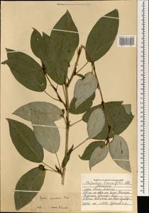 Populus suaveolens Fisch., Mongolia (MONG) (Mongolia)