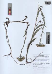 Achillea asiatica Serg., Siberia, Altai & Sayany Mountains (S2) (Russia)