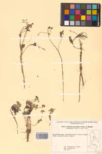 Christolea parryoides (Cham.) N. Busch, Siberia, Chukotka & Kamchatka (S7) (Russia)